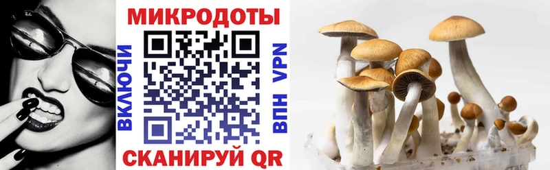 Купить  Салаир  Галлюциногенные грибы Psilocybine cubensis 